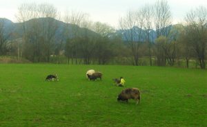 Die Schafe vom Pferdehof auf einer Wiese, im Hintergrund Bäume und Berge